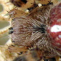 Vierfleckkreuzspinne