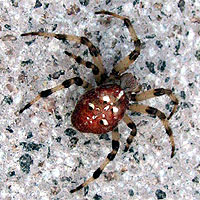 Vierfleckkreuzspinne