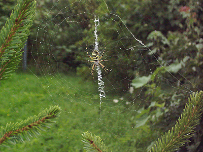 Wespenspinne mit Radnetz