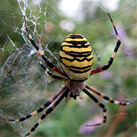 Wespenspinne (Zebraspinne)