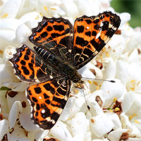 Landkrtchen - Frhlingsform