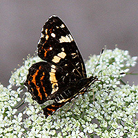 Landkrtchen - Sommerform