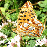 Kleiner Perlmutterfalter