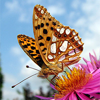 Kleiner Perlmutterfalter