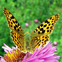 Kleiner Perlmutterfalter