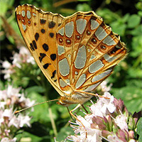 Kleiner Perlmutterfalter