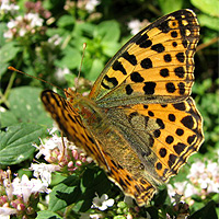 Kleiner Perlmutterfalter