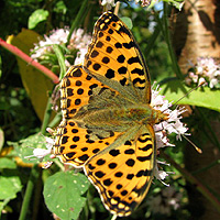 Kleiner Perlmutterfalter