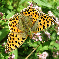 Kleiner Perlmutterfalter