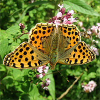 Kleiner Perlmutterfalter