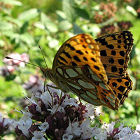 Kleiner Perlmutterfalter