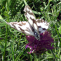 Schachbrett mit Homeotischer Mutation