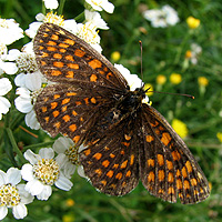 Wachtelweizen-Scheckenfalter