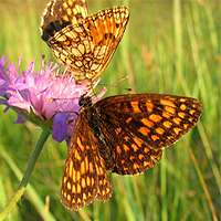 Wachtelweizen-Scheckenfalter