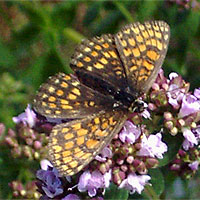 Wachtelweizen-Scheckenfalter
