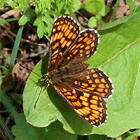 Wachtelweizen-Scheckenfalter