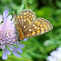 Wachtelweizen-Scheckenfalter