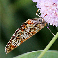Wachtelweizen-Scheckenfalter