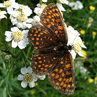 Wachtelweizen-Scheckenfalter
