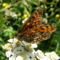 Wachtelweizen-Scheckenfalter
