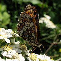 Wachtelweizen-Scheckenfalter