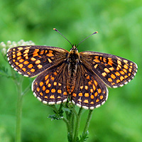 Wachtelweizen-Scheckenfalter