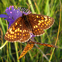 Wachtelweizen-Scheckenfalter