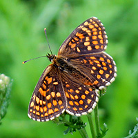 Wachtelweizen-Scheckenfalter