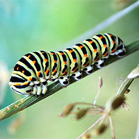 Schwalbenschwanzraupe