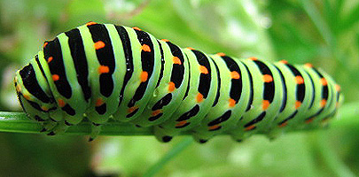 Schwalbenschwanzraupe