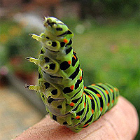 Schwalbenschwanzraupe