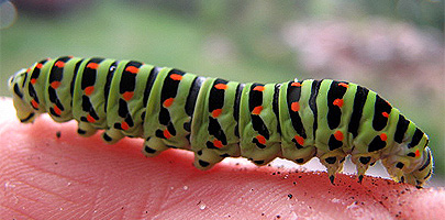 Schwalbenschwanzraupe