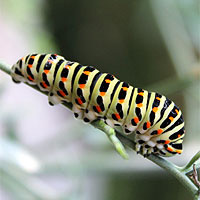 Schwalbenschwanzraupe