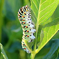 Schwalbenschwanzraupe