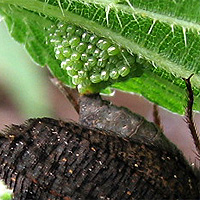 Tagpfauenauge bei der Eiablage