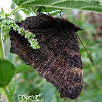 Tagpfauenauge bei der Eiablage