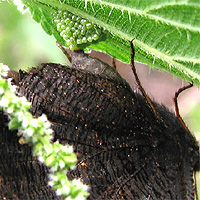 Tagpfauenauge bei der Eiablage