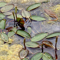 Schwimmendes Laichkraut