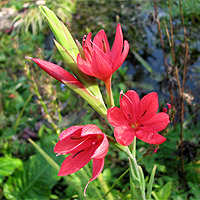 Sumpfgladiole