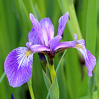 Sibirische Schwertlilie