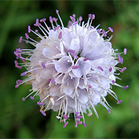 stlicher Teufelsabbiss