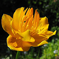 Orange Trollblume