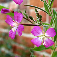 Zottiges Weidenrschen