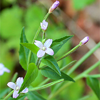 Kleinbltiges Weidenrschen
