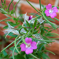 Zottiges Weidenrschen