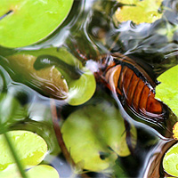 Gelbrandkfer erbeutet Pferdeegel