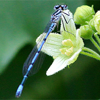 Hufeisen-Azurjungfer