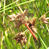 Blutrote Heidelibelle