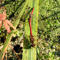 Blutrote Heidelibelle