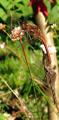 Blutrote Heidelibelle